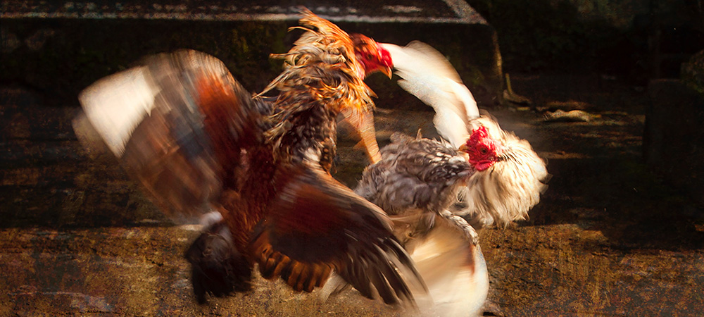 ทางเข้าเล่นแทงไก่ออนไลน์ ทางเข้าเล่นแทงไก่ออนไลน์